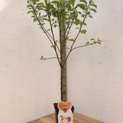 Elstar Appelboom -Fruitboom- 120 Cm Hoog- Laagstam- Potgekweekt- Professioneel Telersras