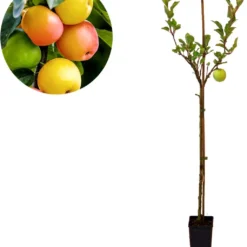 Voedselbos Pakket - 20 Fruitplanten - Op 25m2 Wildplukken! - Permacultuur - Moestuin - Voordeelpakket -Goedkope Groene Liefde Winkel 1025x1200 1