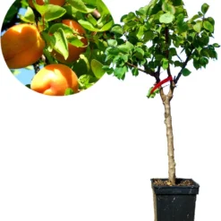 Prunus Armeniaca - Mini-abrikoos - Dwerg Abrikozenboom - 5 Liter Pot -70cm