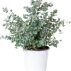 Eucalyptus Gunnii - Gomboom - Heester - Groenblijvend - ⌀17 Cm - 40-50 Cm -Goedkope Groene Liefde Winkel 1026x1200