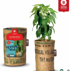 Baza Stadstuin Hete Peper Kweek Pakket 15 Baza Stadstuin Hete Peper Kweek Pakket -Goedkope Groene Liefde Winkel 1036x1200