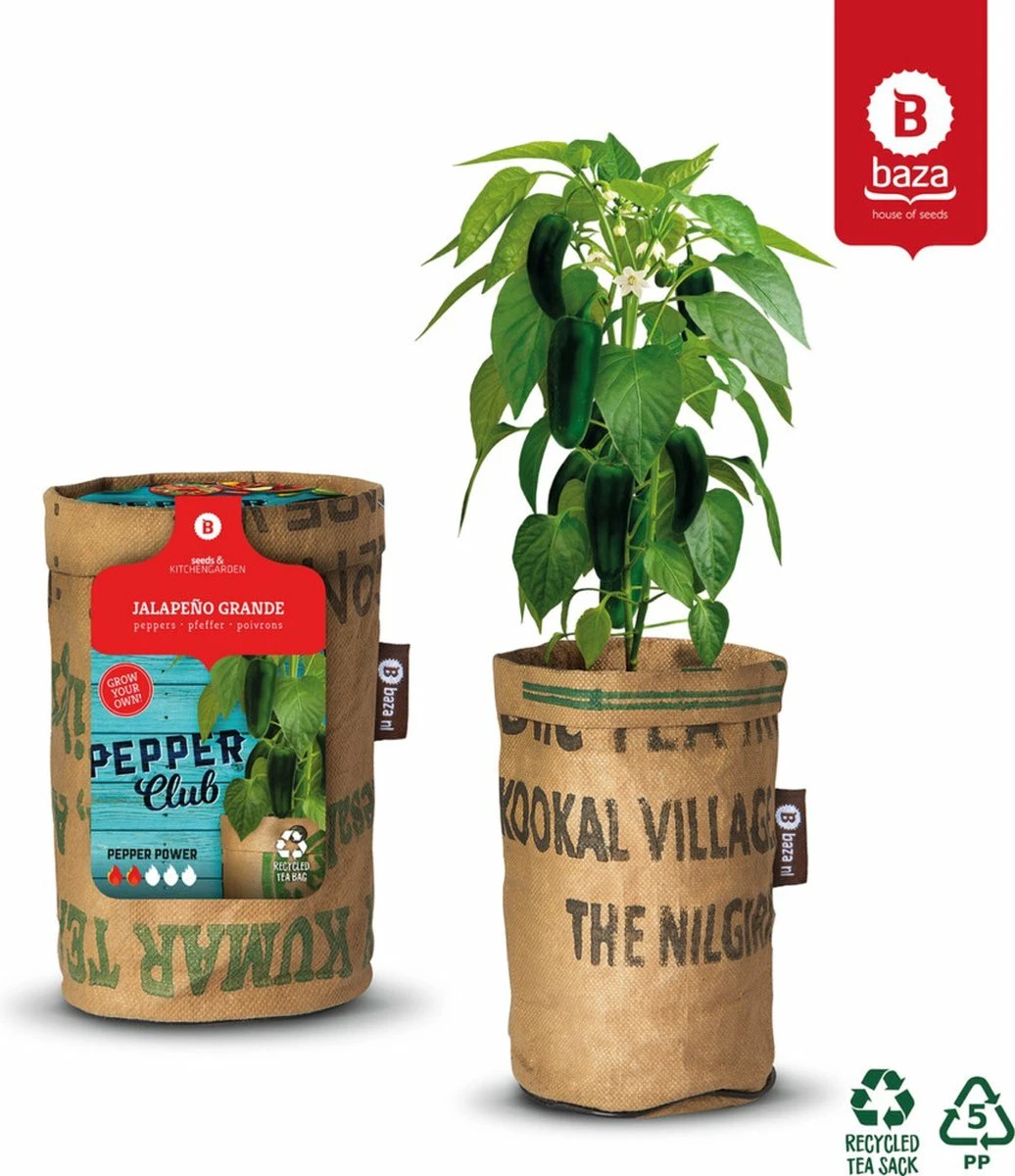 Baza Stadstuin Hete Peper Kweek Pakket 9 Baza Stadstuin Hete Peper Kweek Pakket - Afbeelding 7