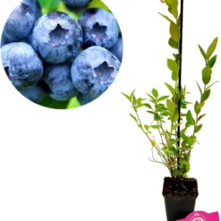 Set Van 3 Blauwe Bessen - Vaccinium Corymbosum – Hoogte 30cm – 9cm Pot – Mix A -Goedkope Groene Liefde Winkel 1037x1200 1