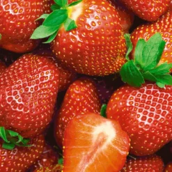 Ostara Aardbeien - 10 Aardbeienplanten - Doordragend - Langdragende Aardbeien - Garden Select