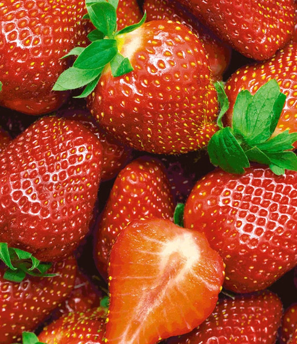 Ostara Aardbeien - 10 Aardbeienplanten - Doordragend - Langdragende Aardbeien - Garden Select 3 Ostara Aardbeien - 10 Aardbeienplanten - Doordragend - Langdragende Aardbeien - Garden Select