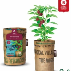 Baza Stadstuin Hete Peper Kweek Pakket 10 Baza Stadstuin Hete Peper Kweek Pakket -Goedkope Groene Liefde Winkel 1040x1200