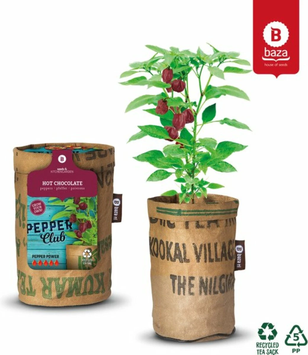 Baza Stadstuin Hete Peper Kweek Pakket 4 Baza Stadstuin Hete Peper Kweek Pakket - Afbeelding 2
