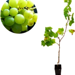 Set Van 3 Druivenplanten - Rode, Blauwe En Witte Druif - Hoogte 70cm - Vitis Vinifera 11 Set Van 3 Druivenplanten - Rode, Blauwe En Witte Druif - Hoogte 70cm - Vitis Vinifera -Goedkope Groene Liefde Winkel 1054x1200