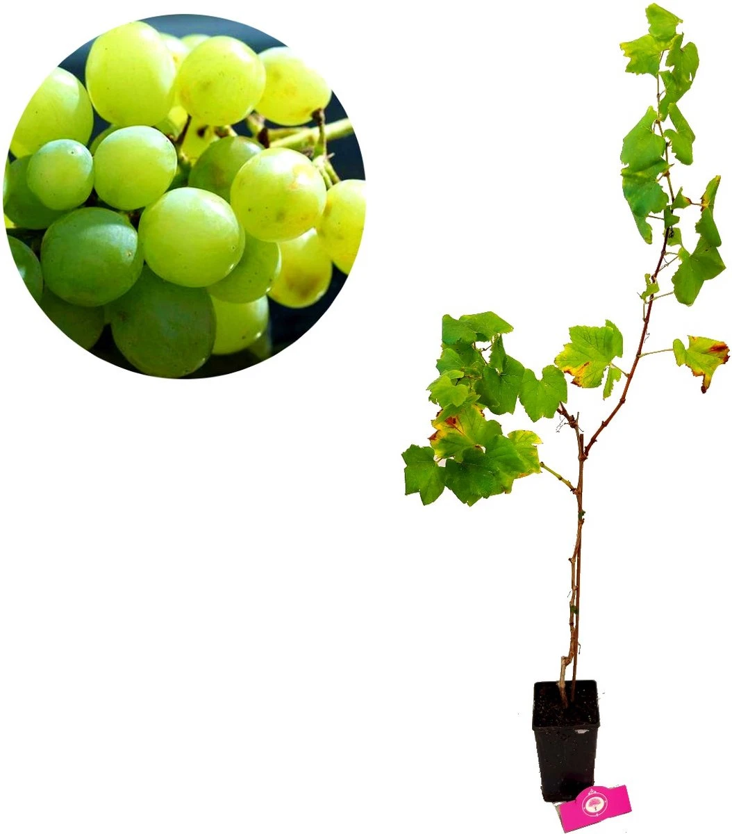 Set Van 3 Druivenplanten - Rode, Blauwe En Witte Druif - Hoogte 70cm - Vitis Vinifera 7 Set Van 3 Druivenplanten - Rode, Blauwe En Witte Druif - Hoogte 70cm - Vitis Vinifera - Afbeelding 5