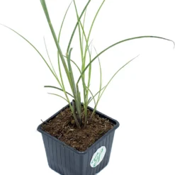 GP 12 X Prachtriet Gracillimus - Winterhard Siergras - Miscanthus Sinensis 'Gracillimus' In 9x9cm Pot Met Hoogte 5-10cm -Goedkope Groene Liefde Winkel 1057x1200