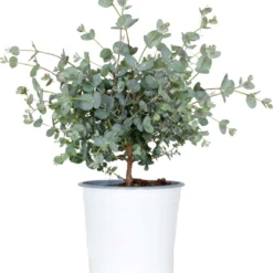 Eucalyptus Gunnii - Gomboom - Heester - Groenblijvend - ⌀14 Cm - 25-35 Cm