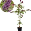 Buddleja 'Pink Delight' Vlinderstruik - 60 Cm - 2 Liter Pot -Goedkope Groene Liefde Winkel 1071x1200