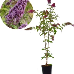 Buddleja 'Pink Delight' Vlinderstruik - 60 Cm - 2 Liter Pot
