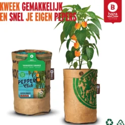 Baza Stadstuin Hete Peper Kweek Pakket 12 Baza Stadstuin Hete Peper Kweek Pakket -Goedkope Groene Liefde Winkel 1090x1200