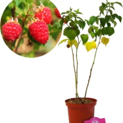 Voedselbos Pakket - 20 Fruitplanten - Op 25m2 Wildplukken! - Permacultuur - Moestuin - Voordeelpakket -Goedkope Groene Liefde Winkel 1093x1200 1