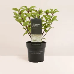 Hydrangea Paniculata Living Sugar Rush® -Goedkope Groene Liefde Winkel 1099x1200 1