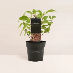 Hydrangea Paniculata Living Summer Love® -Goedkope Groene Liefde Winkel 1099x1200