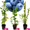Set Van 3 Blauwe Bessen - Vaccinium Corymbosum – Hoogte 30cm – 9cm Pot – Mix A -Goedkope Groene Liefde Winkel 1105x1200