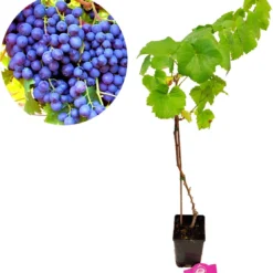 Set Van 3 Druivenplanten - Rode, Blauwe En Witte Druif - Hoogte 70cm - Vitis Vinifera 9 Set Van 3 Druivenplanten - Rode, Blauwe En Witte Druif - Hoogte 70cm - Vitis Vinifera -Goedkope Groene Liefde Winkel 1114x1200 1