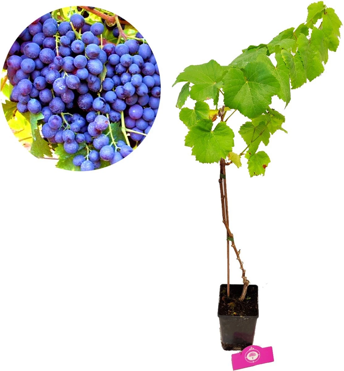 Set Van 3 Druivenplanten - Rode, Blauwe En Witte Druif - Hoogte 70cm - Vitis Vinifera 5 Set Van 3 Druivenplanten - Rode, Blauwe En Witte Druif - Hoogte 70cm - Vitis Vinifera - Afbeelding 3