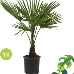 Winterharde Palmboom - Trachycarpus Fortunei 100cm -Goedkope Groene Liefde Winkel 1114x1200 2
