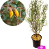 Sophora 'Little Baby' Honingboom- Zigzagstruik - Hoogte 60cm - 2 Liter Pot -Goedkope Groene Liefde Winkel 1134x1200