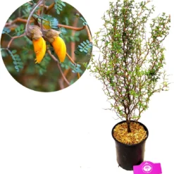 Sophora 'Little Baby' Honingboom- Zigzagstruik - Hoogte 60cm - 2 Liter Pot