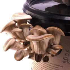 Oesterzwam Kweekset - Zelf Paddenstoelen Kweken Op Koffiedik -Duurzaam Cadeau - Kado -Goedkope Groene Liefde Winkel 1137x1200