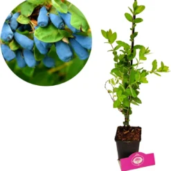 Voedselbos Pakket - 20 Fruitplanten - Op 25m2 Wildplukken! - Permacultuur - Moestuin - Voordeelpakket -Goedkope Groene Liefde Winkel 1138x1200