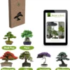 Bonsai Zaden 6 Soorten Incl. E-Book - Kweekset - Boompje In Pot - Kamerplanten – Kerstcadeau -Goedkope Groene Liefde Winkel 1143x1200