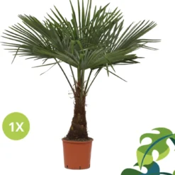 Winterharde Plamboom - Trachycarpus Fortunei 130cm 16 Winterharde Plamboom - Trachycarpus Fortunei 130cm -Goedkope Groene Liefde Winkel 1147x1200