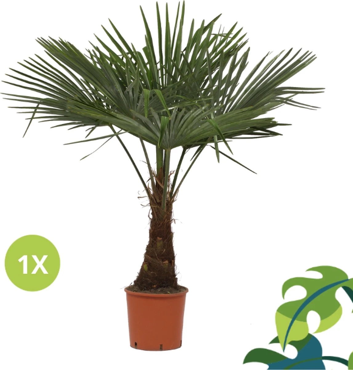 Winterharde Plamboom - Trachycarpus Fortunei 130cm 9 Winterharde Plamboom - Trachycarpus Fortunei 130cm - Afbeelding 7