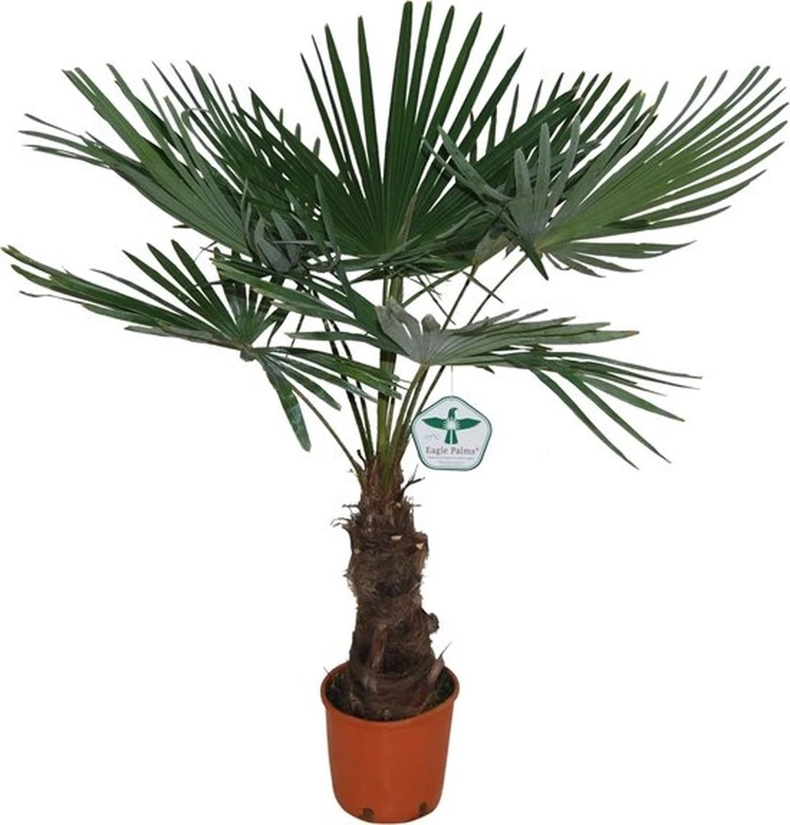 Winterharde Plamboom - Trachycarpus Fortunei 130cm 10 Winterharde Plamboom - Trachycarpus Fortunei 130cm - Afbeelding 8