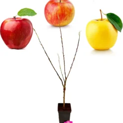 Malus Domestica ‘Trio Appel’ Drie Soorten Aan één Boom - Wortelgoed - Soort A -Goedkope Groene Liefde Winkel 1151x1200 2