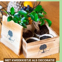 B-seed Starters Kit Incl. E-Book Bonsai Zaden Kweken - Boompje In Pot - Kamerplanten - Kweekset - Geschenkset - Kerstcadeau -Goedkope Groene Liefde Winkel 1151x1200 4
