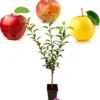 Malus Domestica ‘Trio Appel’ Drie Soorten Aan één Boom - Wortelgoed - Soort A -Goedkope Groene Liefde Winkel 1153x1200 3