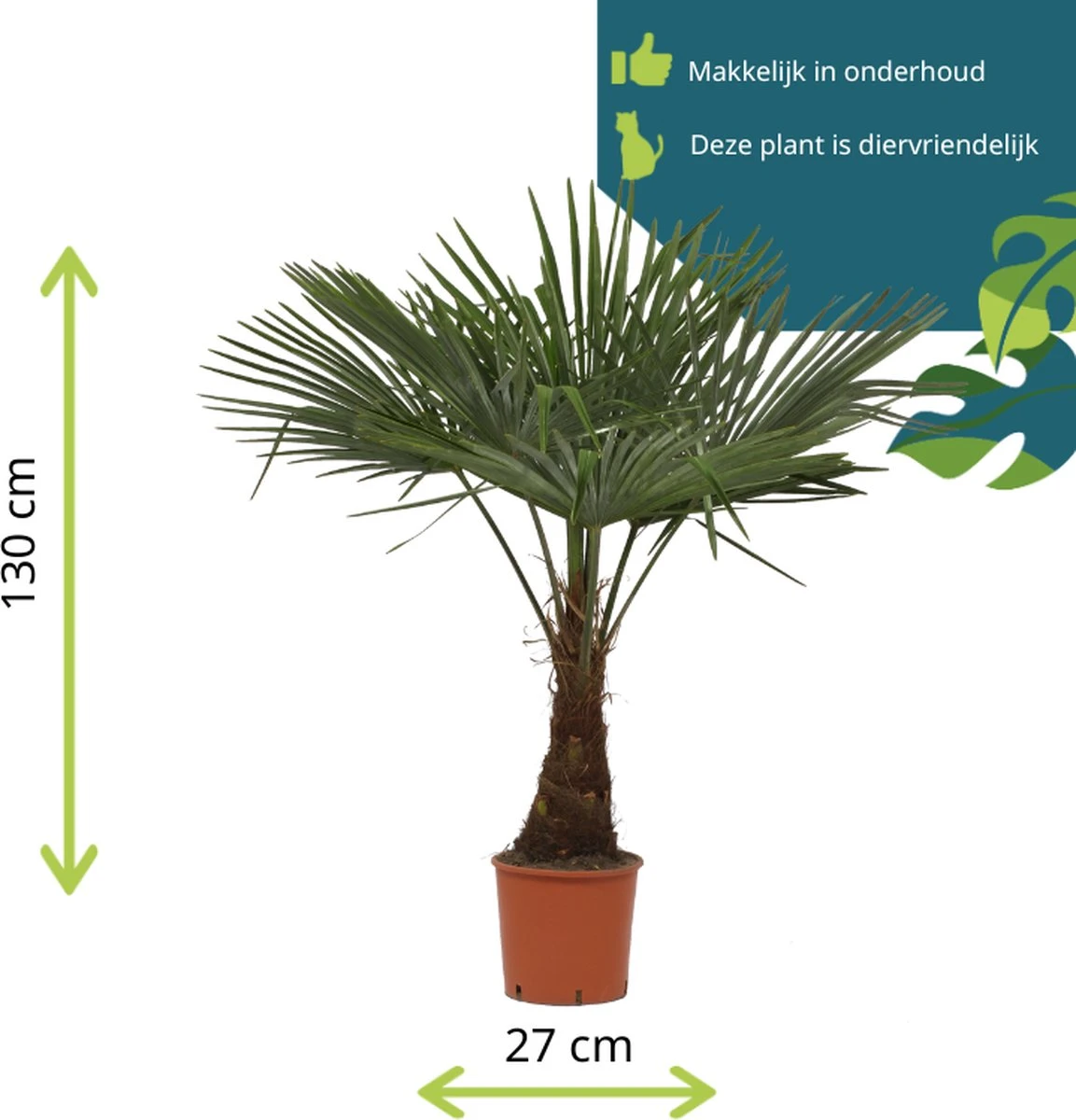 Winterharde Plamboom - Trachycarpus Fortunei 130cm 6 Winterharde Plamboom - Trachycarpus Fortunei 130cm - Afbeelding 4