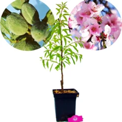 Prunus Dulcis 'Texas', Amandelboom, 5 Liter Pot