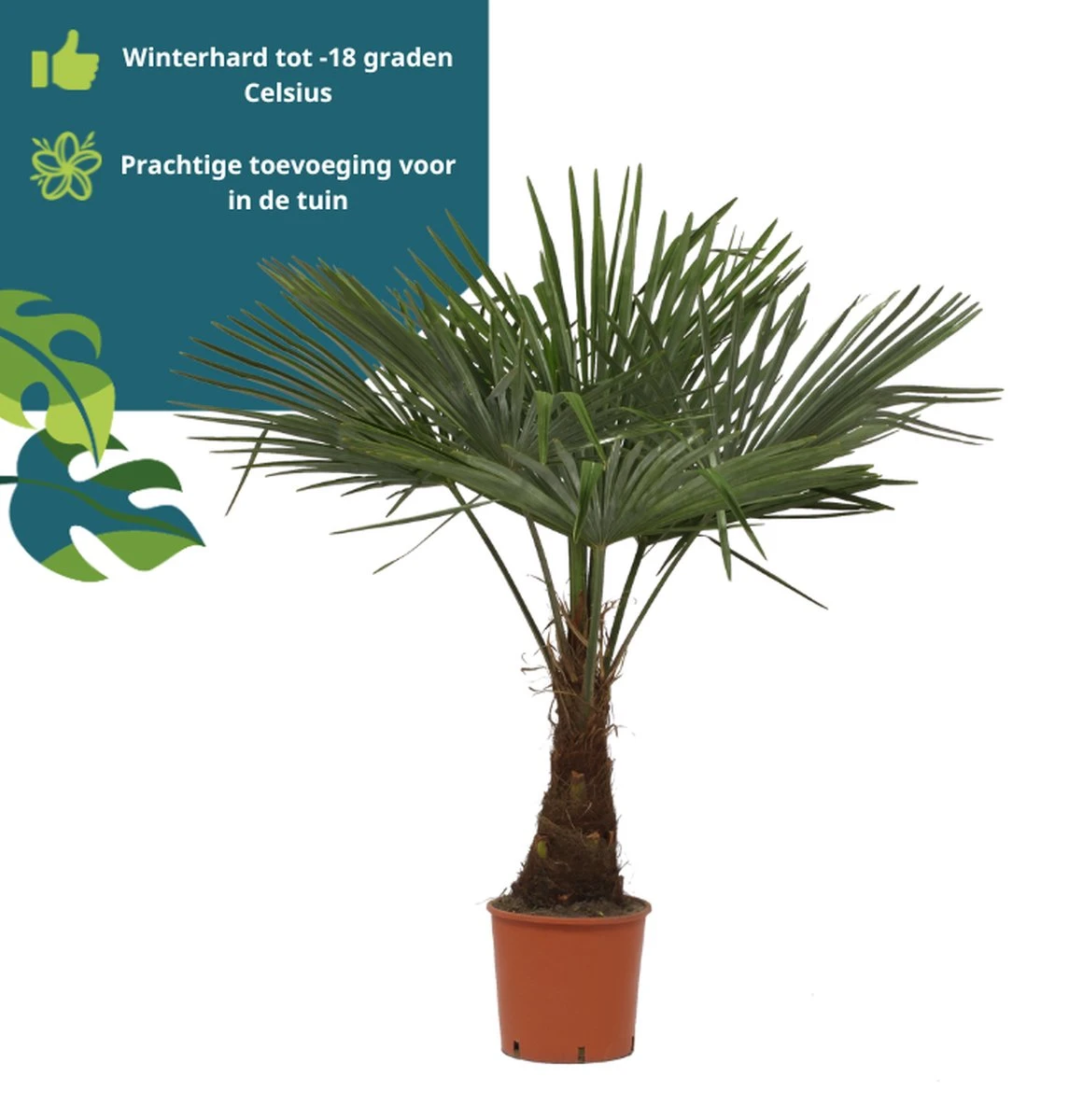 Winterharde Plamboom - Trachycarpus Fortunei 130cm 7 Winterharde Plamboom - Trachycarpus Fortunei 130cm - Afbeelding 5