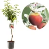 Appelboom - Malus Domestica Elstar - Najaarsappel - 150 Cm -Goedkope Groene Liefde Winkel 1166x1200