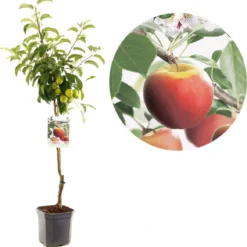 Appelboom - Malus Domestica Elstar - Najaarsappel - 150 Cm