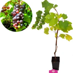 Set Van 3 Druivenplanten - Rode, Blauwe En Witte Druif - Hoogte 70cm - Vitis Vinifera 10 Set Van 3 Druivenplanten - Rode, Blauwe En Witte Druif - Hoogte 70cm - Vitis Vinifera -Goedkope Groene Liefde Winkel 1176x1200 1