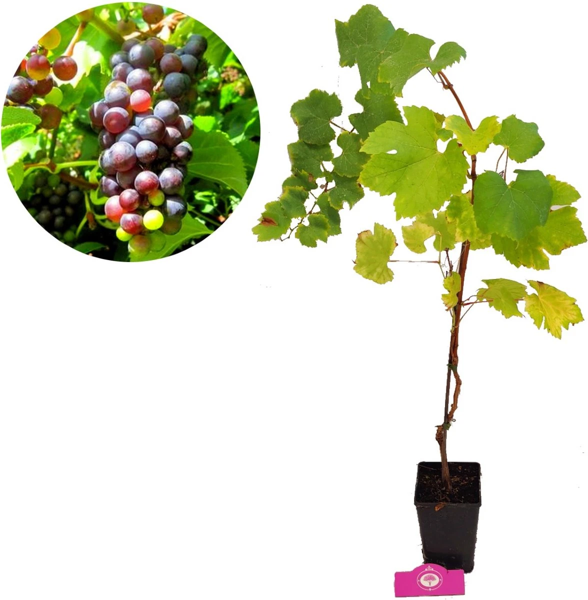 Set Van 3 Druivenplanten - Rode, Blauwe En Witte Druif - Hoogte 70cm - Vitis Vinifera 6 Set Van 3 Druivenplanten - Rode, Blauwe En Witte Druif - Hoogte 70cm - Vitis Vinifera - Afbeelding 4