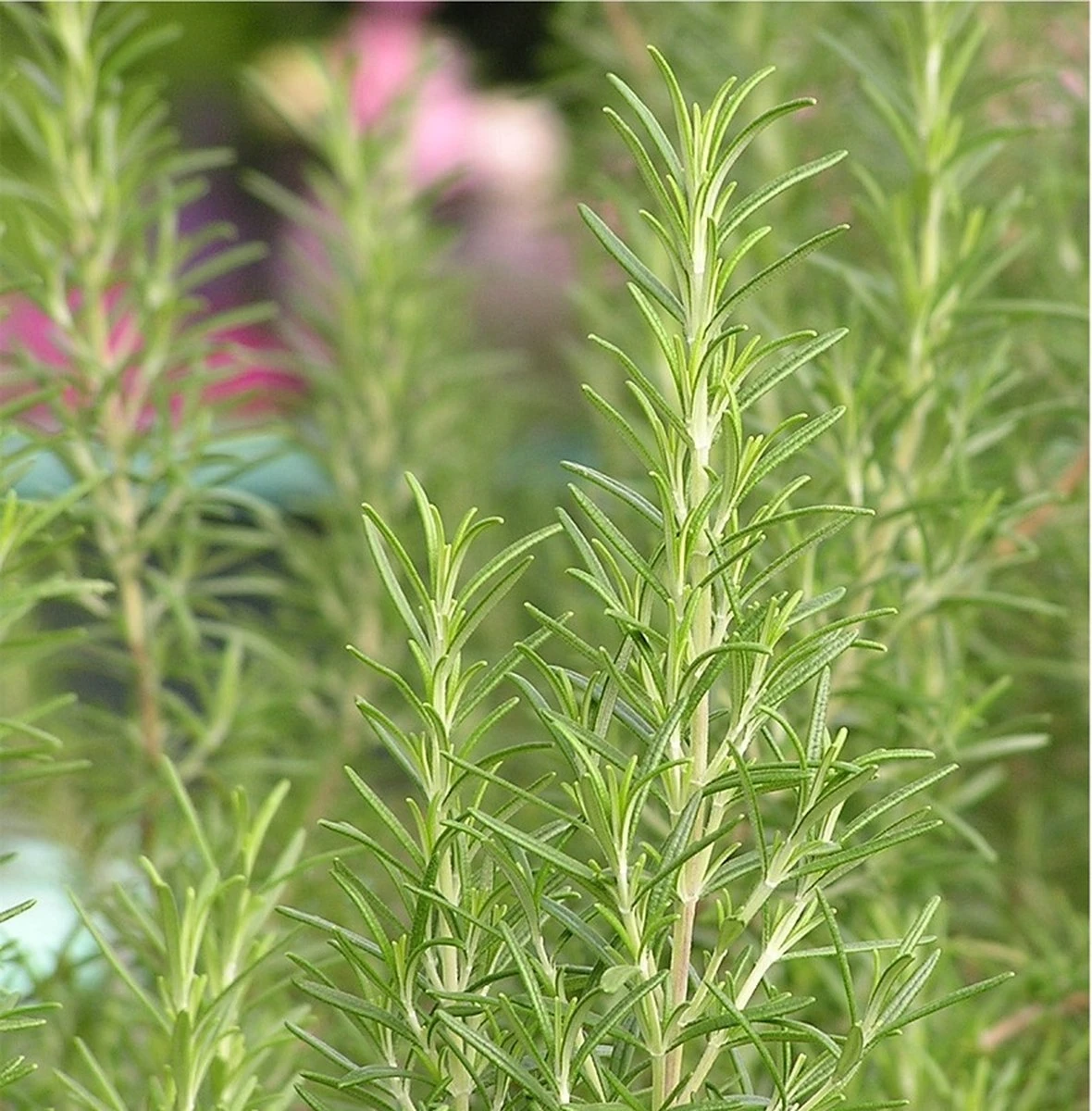 Kruidentuin - 6 Soorten Kruidenplanten: Maggi, Munt, Citroenmelisse, Curry, Rozemarijn, Tijm - Herbs - Kruidenplanten - Tuinplanten 4 Kruidentuin - 6 Soorten Kruidenplanten: Maggi, Munt, Citroenmelisse, Curry, Rozemarijn, Tijm - Herbs - Kruidenplanten - Tuinplanten - Afbeelding 2