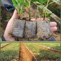 BioGrow | Milieuvriendelijke Groeipotjes | 20 Stuks | Ø7x9cm | Biologisch Afbreekbaar | Gemaakt Van Bamboe | Ideaal Voor Stekken, Zaaien En Groeien | Geschikt Als Turfpotjes, Stekzakjes, Groeibakjes En Zaaibakjes -Goedkope Groene Liefde Winkel 1181x1200 1