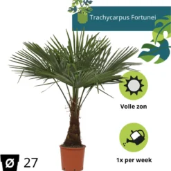 Winterharde Plamboom - Trachycarpus Fortunei 130cm 15 Winterharde Plamboom - Trachycarpus Fortunei 130cm -Goedkope Groene Liefde Winkel 1181x1200 4