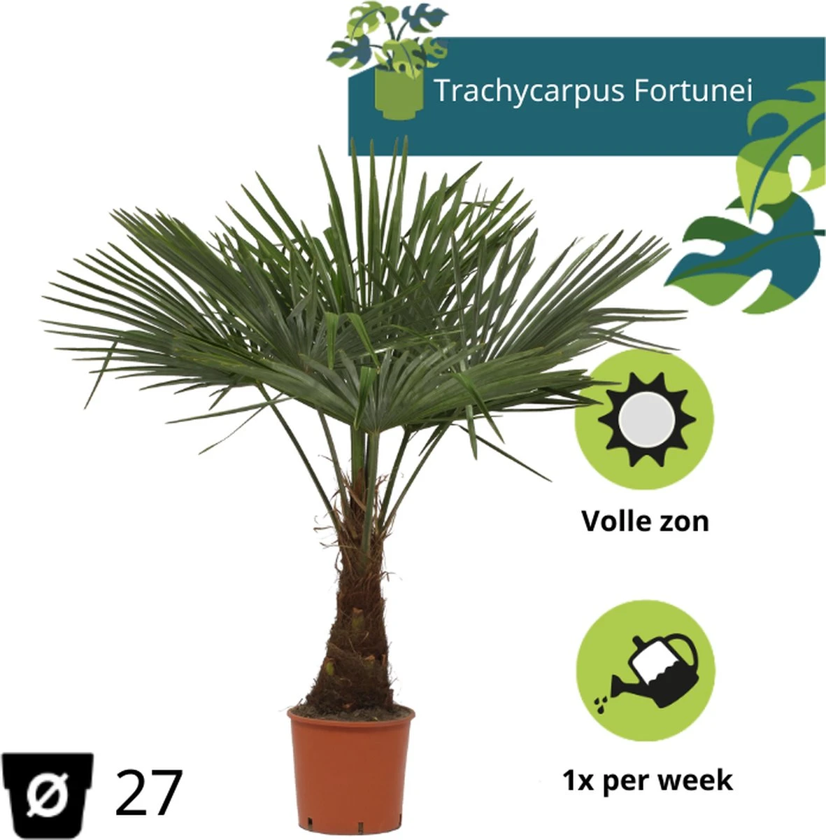 Winterharde Plamboom - Trachycarpus Fortunei 130cm 8 Winterharde Plamboom - Trachycarpus Fortunei 130cm - Afbeelding 6