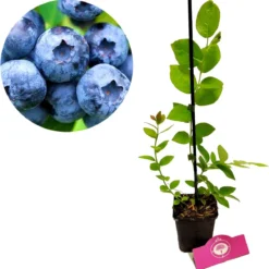 Set Van 3 Blauwe Bessen - Vaccinium Corymbosum – Hoogte 30cm – 9cm Pot – Mix A -Goedkope Groene Liefde Winkel 1181x1200 5