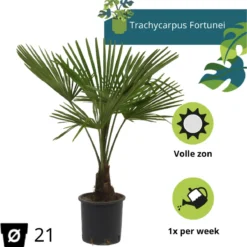 Winterharde Palmboom - Trachycarpus Fortunei 100cm -Goedkope Groene Liefde Winkel 1181x1200 6