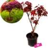 Acer Palmatum ‘Atropurpureum’, Rode Japanse Esdoorn - Hoogte 60cm - 3 Liter Pot -Goedkope Groene Liefde Winkel 1182x1200 1